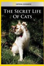 Watch National Geographic The Secret Life of Cats 5movies