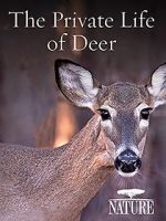 Watch The Private Life of Deer 5movies