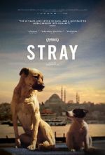 Watch Stray 5movies