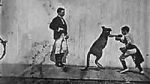 Watch The Boxing Kangaroo (Short 1896) 5movies
