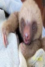 Watch Too Cute! Baby Sloths 5movies