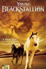 Watch The Young Black Stallion 5movies