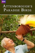 Watch Attenborough's Paradise Birds 5movies