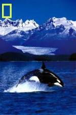 Watch National Geographic Killer Whales Of The Fjord 5movies