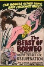 Watch The Beast of Borneo 5movies