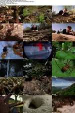 Watch National Geographic Wild - City Of Ants 5movies