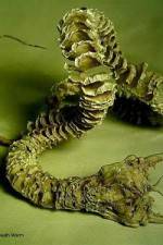 Watch Mongolian Death Worm 5movies