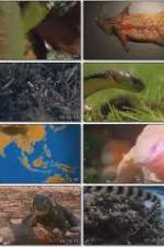 Watch National Geographic Wild : Deadliest Animals Asia Pacific 5movies