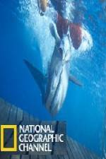 Watch National Geographic Shark Men Surfs Up 5movies