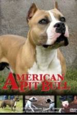 Watch American Pit Bull 5movies