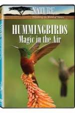 Watch Hummingbirds Magic in the Air 5movies