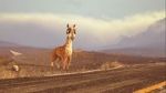 Watch Caminandes: Llama Drama (Short 2014) 5movies