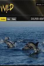 Watch National Geographic Wild Dolphin Army 5movies