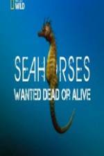 Watch National Geographic - Wild Seahorses Wanted Dead Or Alive 5movies