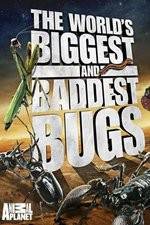 Watch Worlds Biggest and Baddest Bugs 5movies
