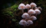 Watch Fungi: The Web of Life 5movies