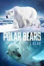 Watch Polar Bears Ice Bear 5movies