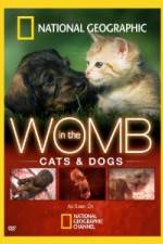 Watch National Geographic In The Womb Cats 5movies