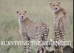 Watch Surviving the Serengeti 5movies