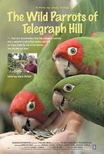 Watch The Wild Parrots of Telegraph Hill 5movies