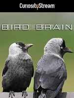 Watch Bird Brain 5movies