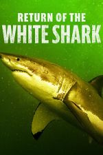 Watch Return of the White Shark 5movies