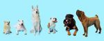 Watch How Dogs Got Their Shapes 5movies
