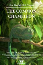 Watch Our Wonderful Nature - The Common Chameleon 5movies