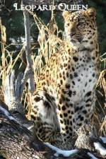 Watch National Geographic Leopard Queen 5movies