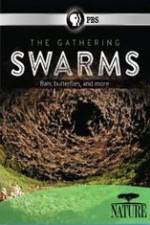 Watch Nature The Gathering Swarms 5movies