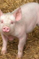 Watch Patent For A Pig: The Big Business of Genetics 5movies