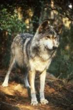 Watch National Geographic Wild - Inside the Wolf Pack 5movies