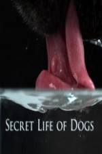Watch Secret Life of Dog 5movies