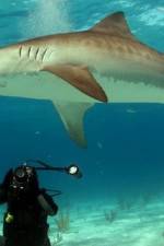 Watch Dive To Tiger Shark Central 5movies