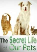 Watch The Secret Life of Our Pets 5movies