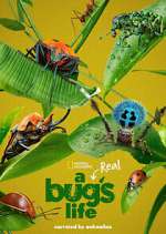 Watch A Real Bug's Life 5movies