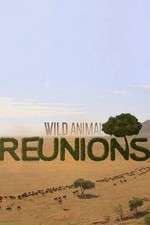 Watch Wild Animal Reunions 5movies