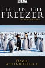 Watch Life in the Freezer 5movies