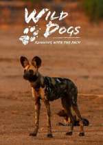 Watch Wild Dogs: Running with the Pack 5movies