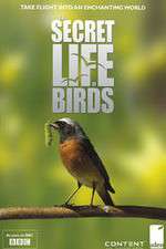 Watch Iolo's Secret Life of Birds 5movies