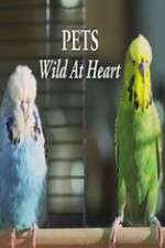 Watch Pets - Wild at Heart 5movies