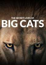 Watch The Secret Lives of Big Cats 5movies