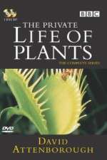 Watch The Private Life of Plants 5movies