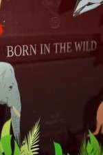 Watch Born In The Wild 5movies