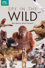 Watch Spy in the Wild 5movies