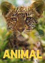 Watch Animal 5movies