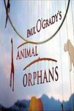 Watch Paul O'Grady's Animal Orphans 5movies