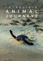 Watch Incredible Animal Journeys 5movies