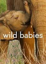 Watch Wild Babies 5movies