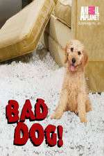 Watch Bad Dog! 5movies